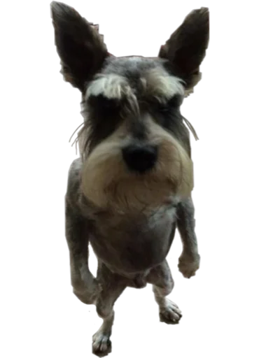 Sticker bakuzzstick - 1