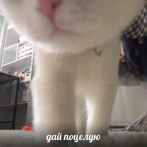 Sticker bakuzzstick - 1