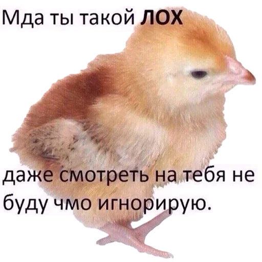 СМС животное птица