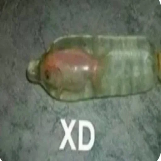 Sticker balibarda - 1