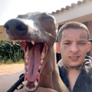 Sticker balibarda - 4