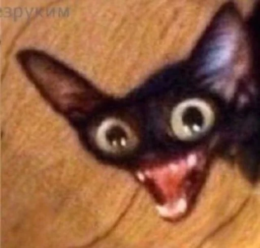 animal mammal kitten