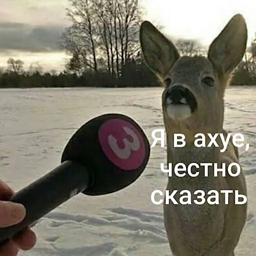 Sticker _baangerss_ - 4