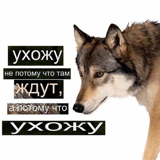 СМС волк собака