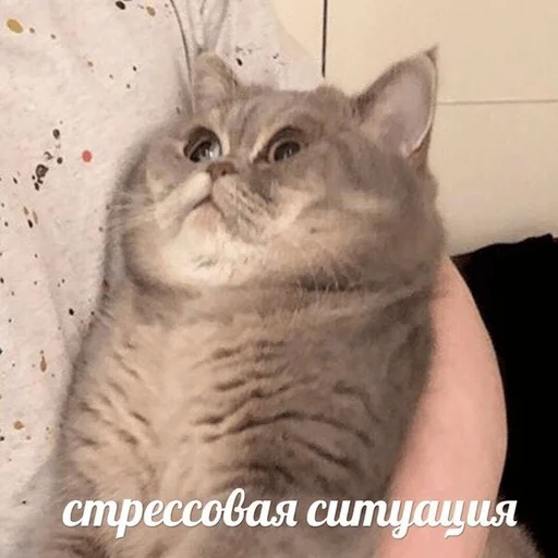 животное млекопитающее кошка