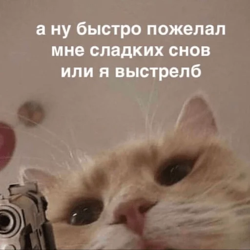 кошки малого и среднего размера кошка кошачьи