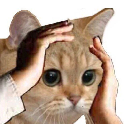 кошка домашняя кошка кошки малого и среднего размера