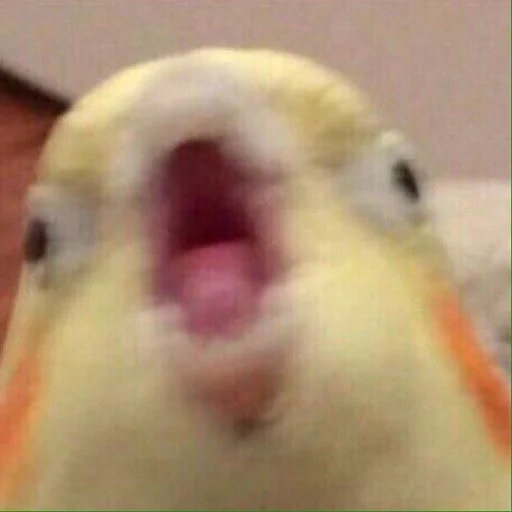 животное попугай птица