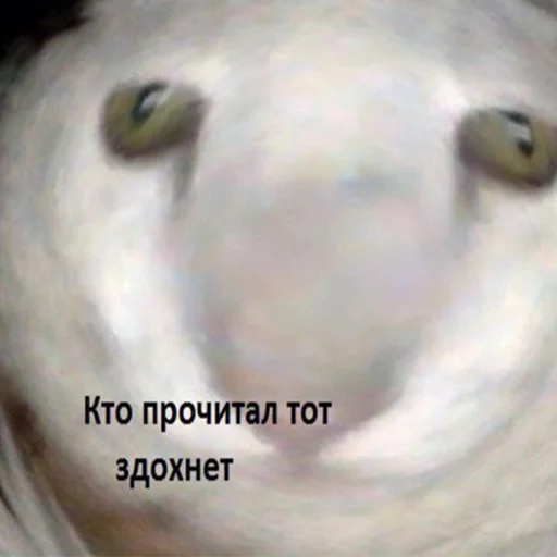 животное млекопитающее собака