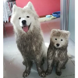 Sticker Barking Store - 3