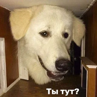 Sticker Barking Store - 4