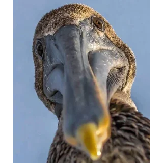 Sticker Barking Store - 11