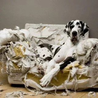 Sticker Barking Store - 10