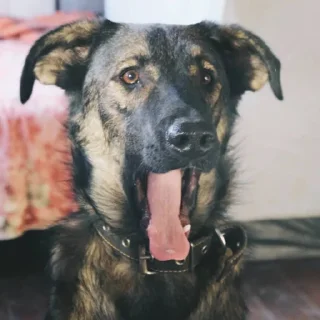 Sticker Barking Store - 6