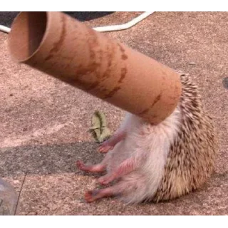 Sticker Barking Store - 9