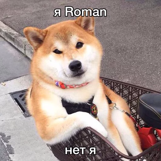 doggosflud - животное