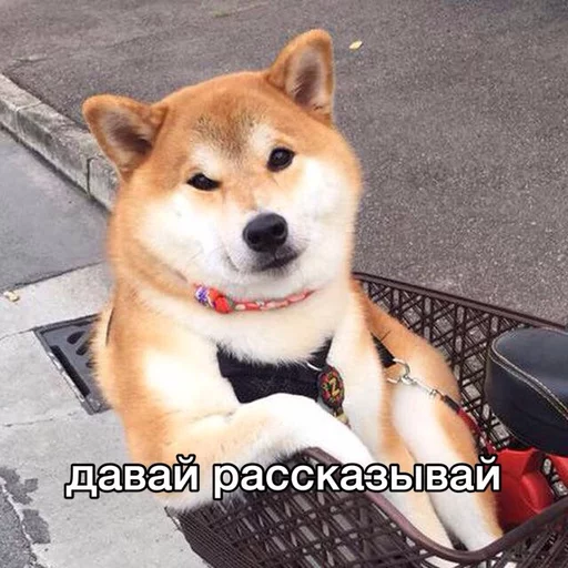 млекопитающее животное домашнее животное