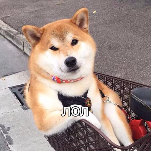 домашнее животное животное млекопитающее