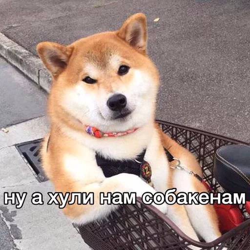 млекопитающее животное домашнее животное