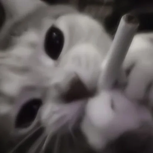 Sticker /съел тыкву/ - 0