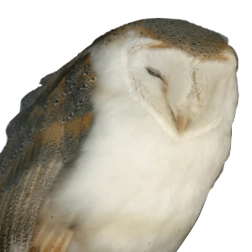 Стикер barnowls - 1