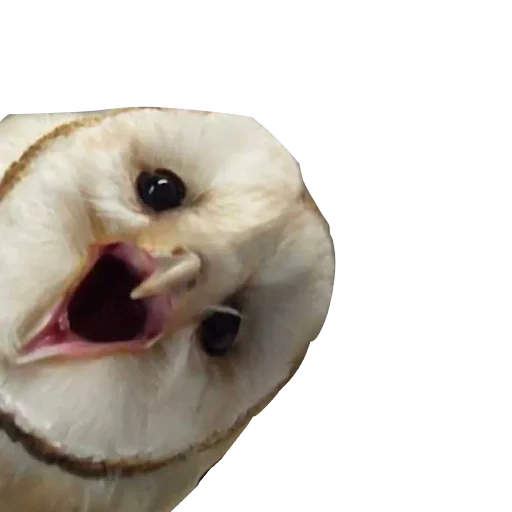 Стикер barnowls - 1