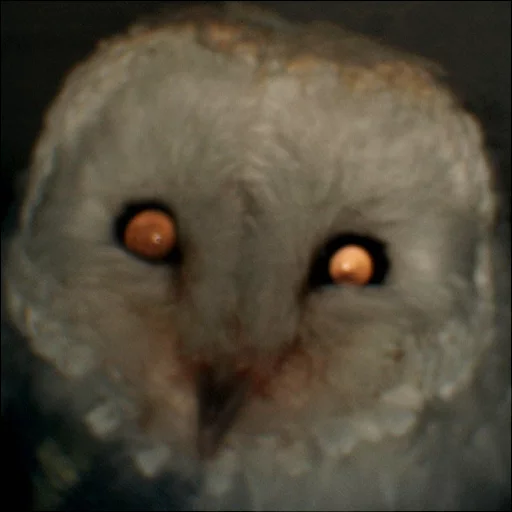 Стикер barnowls - 1