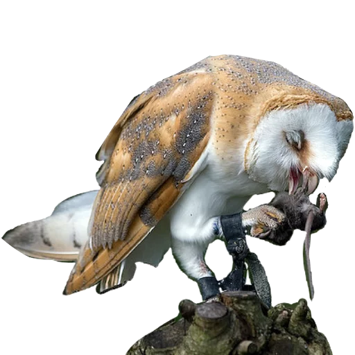 Стикер barnowls - 1