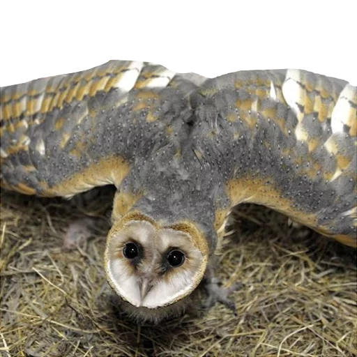 Стикер barnowls - 1