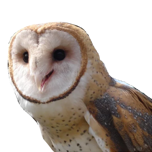 Sticker barnowls - 1