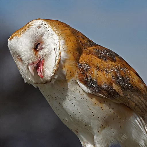 Sticker barnowls - 1