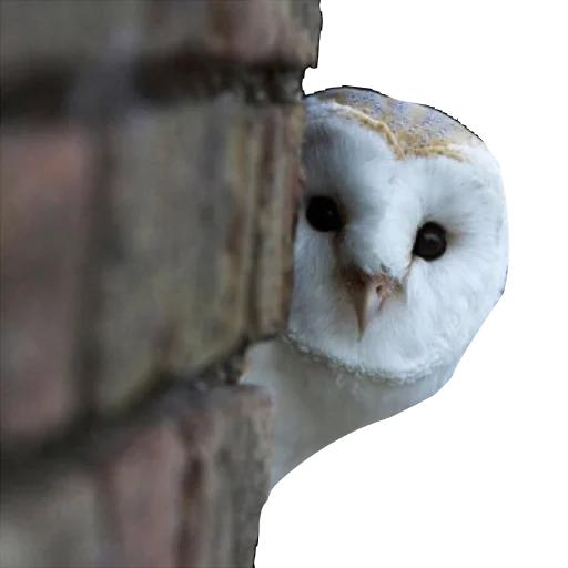 Стикер barnowls - 1