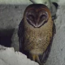 Sticker barn owls - 3