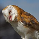 Sticker barn owls - 1