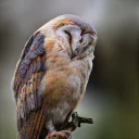 Sticker barn owls - 8