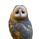 Sticker barn owls - 4