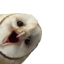 Sticker barn owls - 9