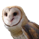 Sticker barn owls - 2