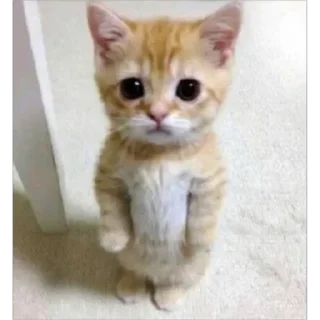 животное млекопитающее кошка