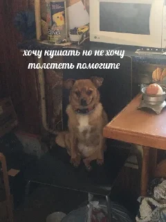 Sticker башка с бедой - 2