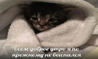 Sticker башка с бедой - 4