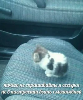 Sticker башка с бедой - 9