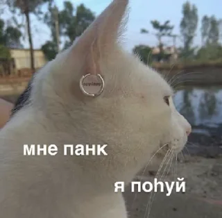 Sticker башка с бедой - 3