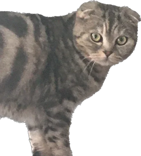 БаСиЛьДа🦍 - 