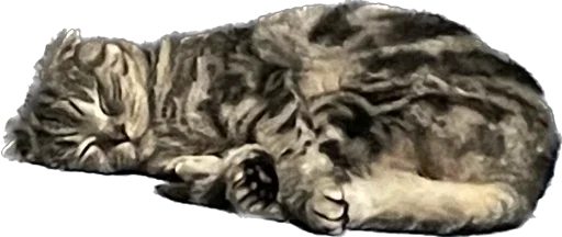 Sticker basilda228 - 1