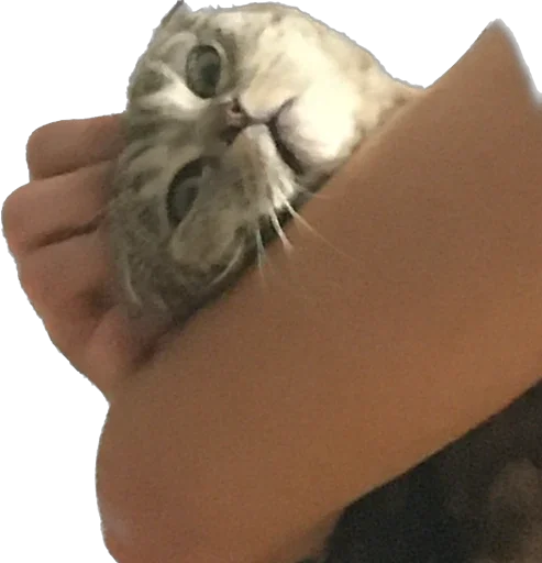 Sticker basilda228 - 1