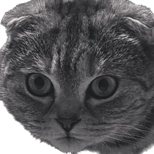 Sticker basilda228 - 1