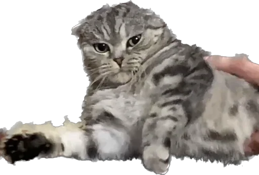 Sticker basilda228 - 1