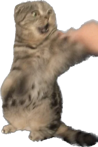 Sticker basilda228 - 1