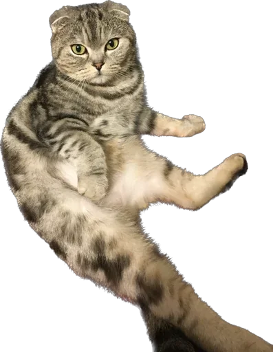 Sticker basilda228 - 1